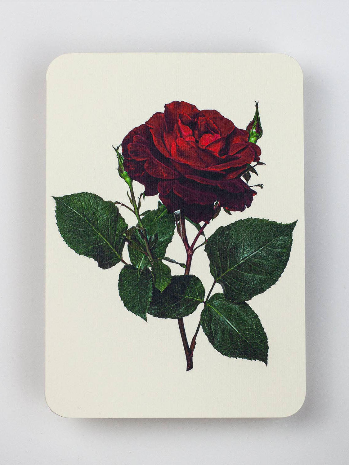 Red Rose Greeting Card