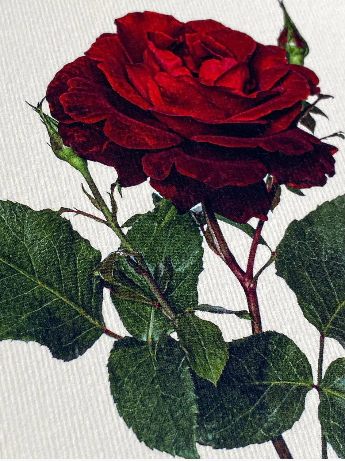 Red Rose Greeting Card