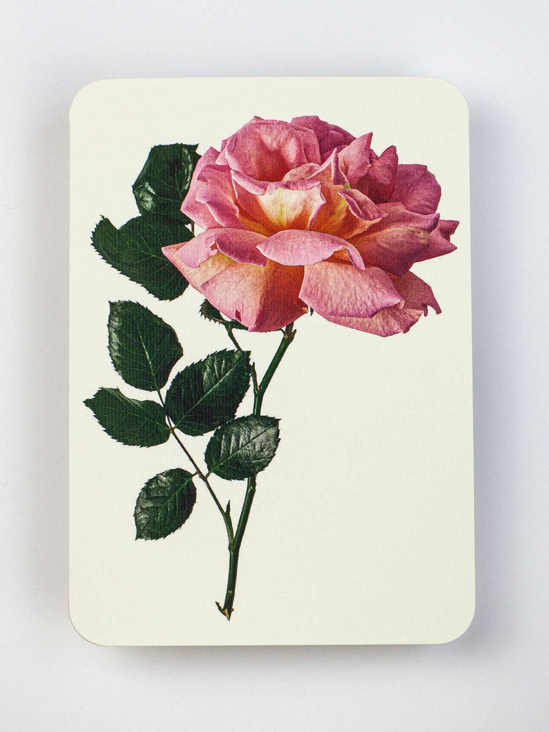 Pink Rose Greeting Card