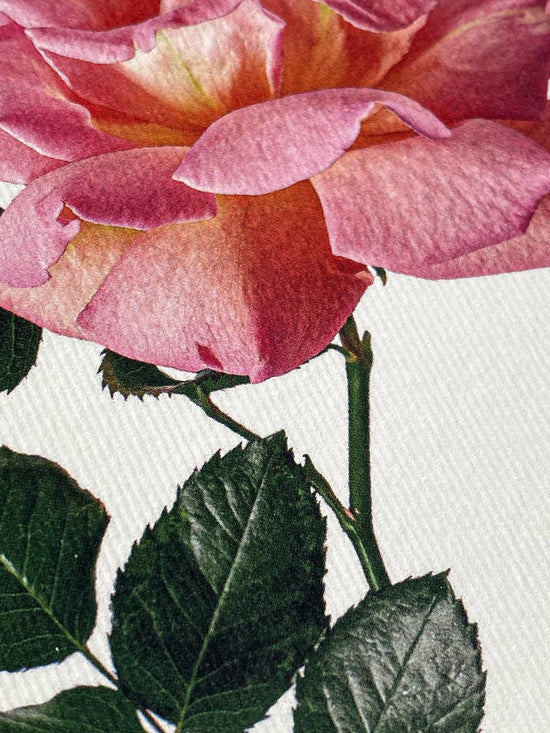 Pink Rose Greeting Card