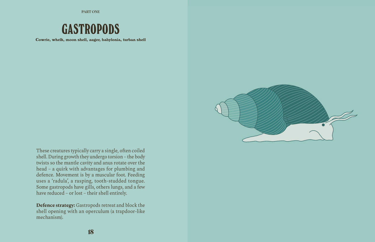 Shells: A Guide For The Curious