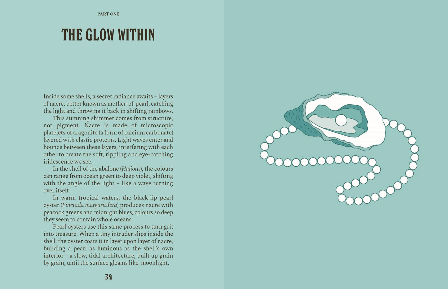 Shells: A Guide For The Curious