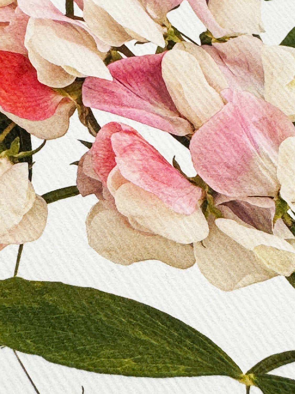 Pink Sweet Peas Greeting Card