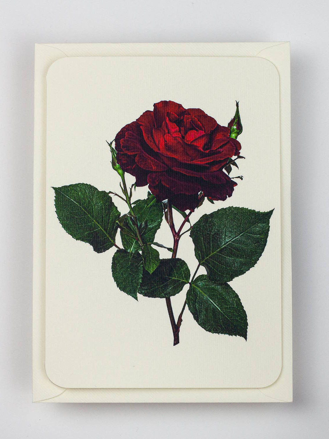 Red Rose Greeting Card